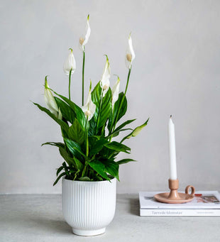 Peace Lily & Pot