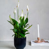 Peace Lily & Pot