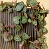 String of Hearts