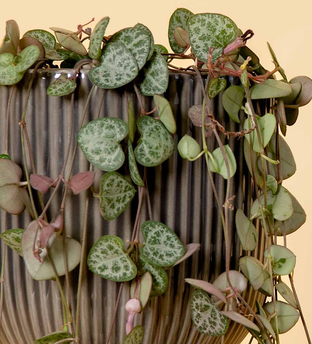 Hanging discount hearts plant