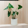 Alocasia Zebrina