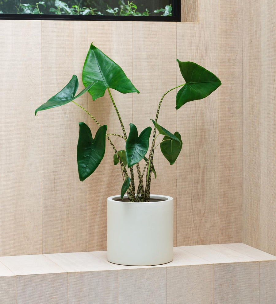 Alocasia Zebrina