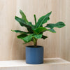 Musa Dwarf Cavendish Banana