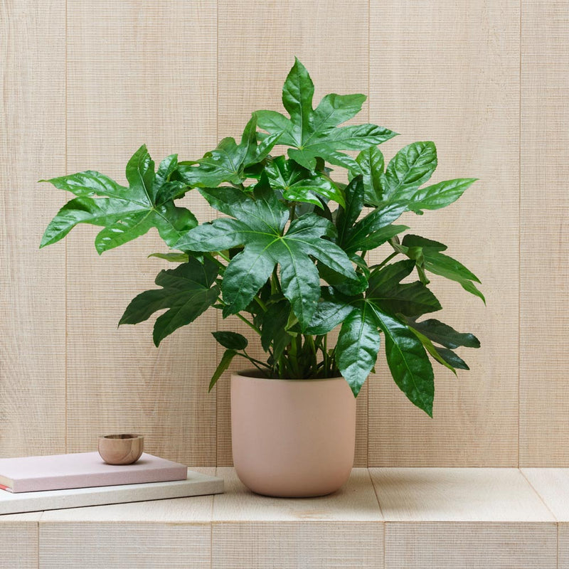 New Plant Parent Bundle