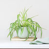 Pet Friendly Plant Bundle