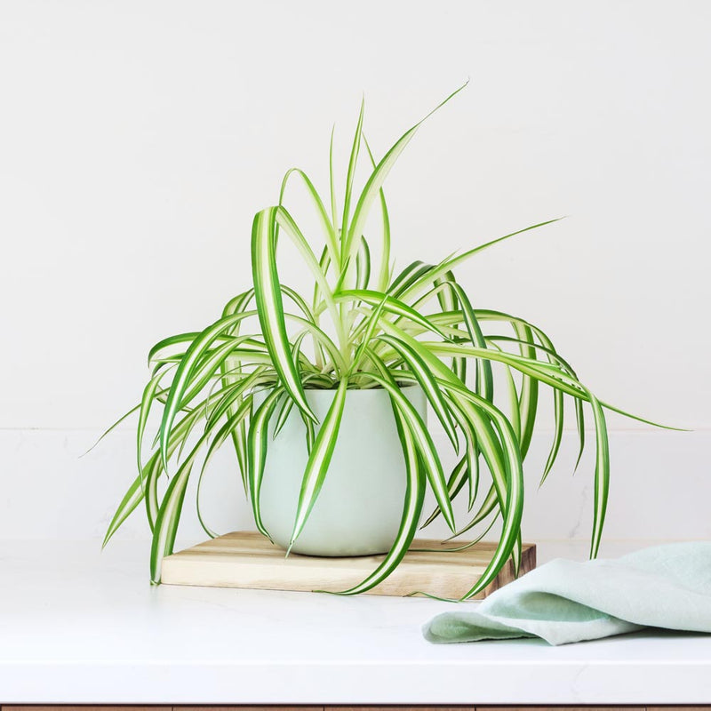 Pet Friendly Plant Bundle