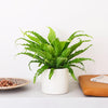 Birds Nest Fern