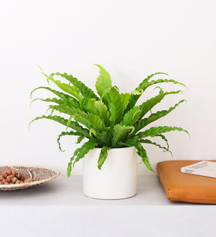 Birds Nest Fern