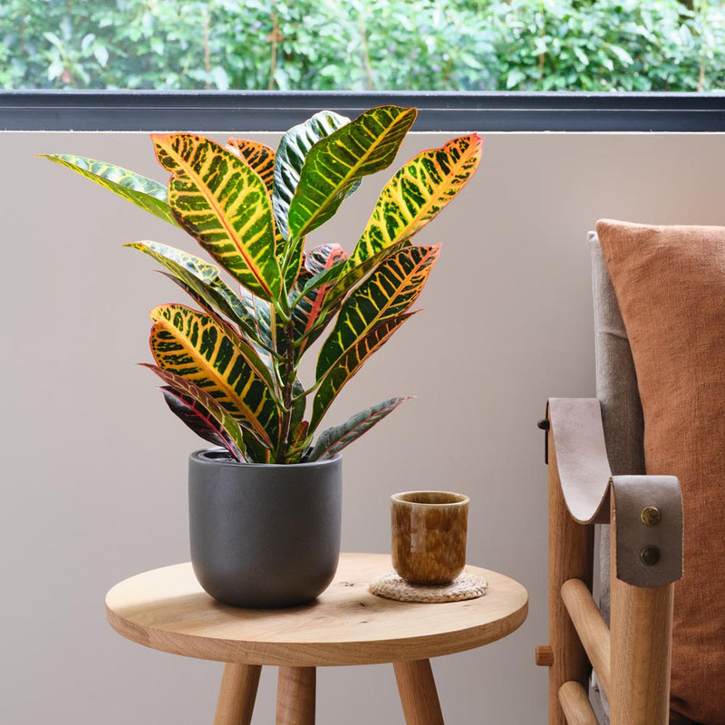 Codiaeum Petra