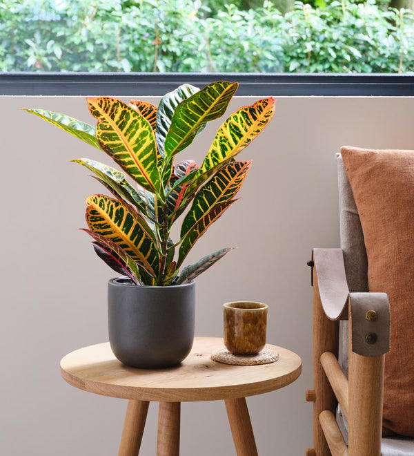 Codiaeum Petra