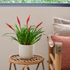 Vriesea Astrid