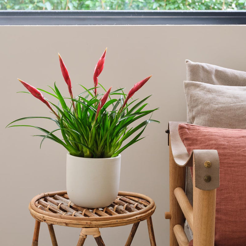 Vriesea Astrid
