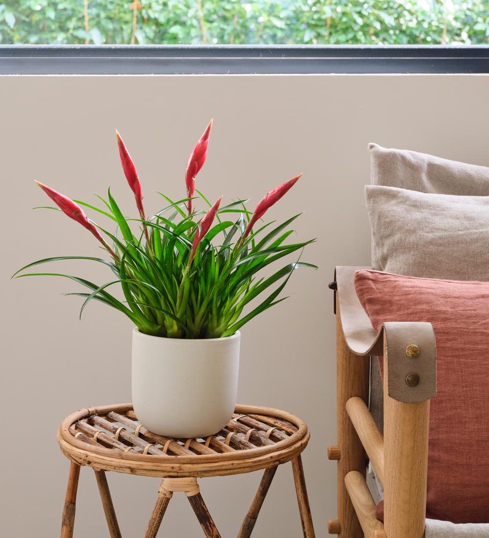 Vriesea Astrid
