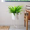 Birds Nest Fern