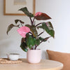 Rare Philodendron Pink Princess