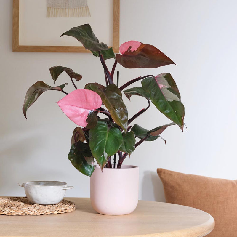 Rare Philodendron Pink Princess