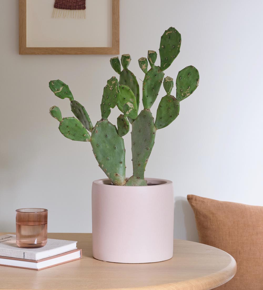Prickly Pear Cactus