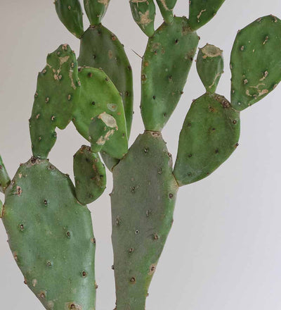Prickly Pear Cactus