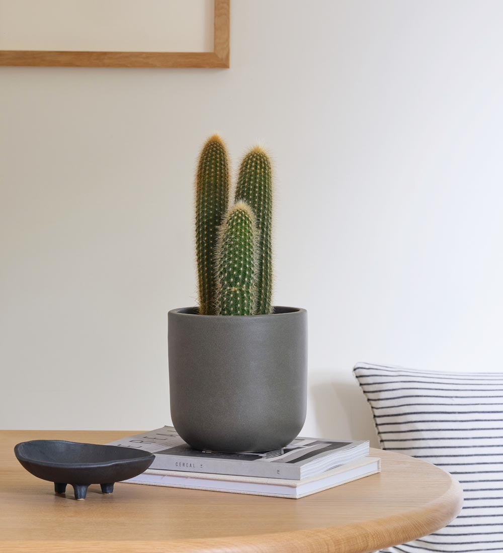 Pilosocereus chrysostele