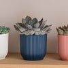 Succulent & Pot