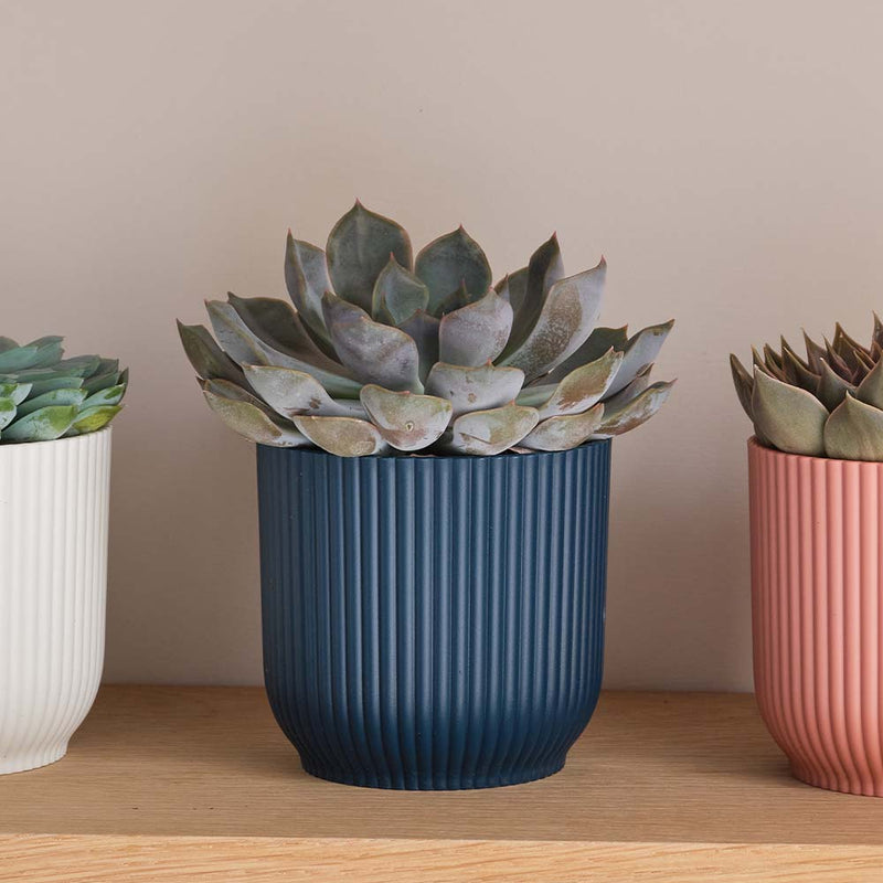 Succulent & Pot