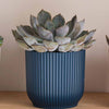 Succulent trio & Pots