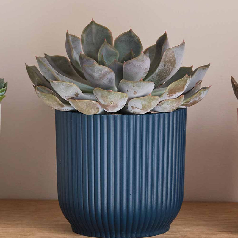 Succulent trio & Pots
