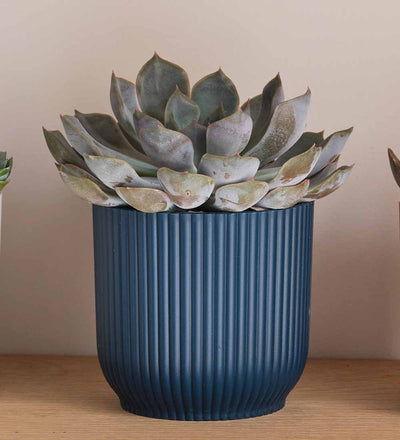 Succulent trio & Pots