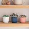 Succulent trio & Pots