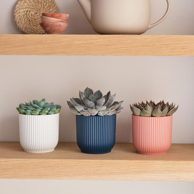 Succulent trio & Pots