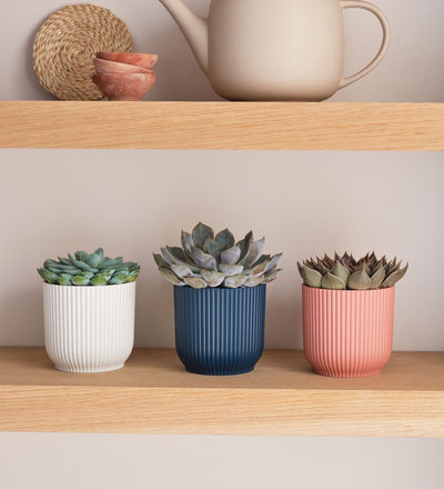 Succulent trio & Pots