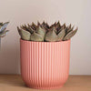 Succulent trio & Pots