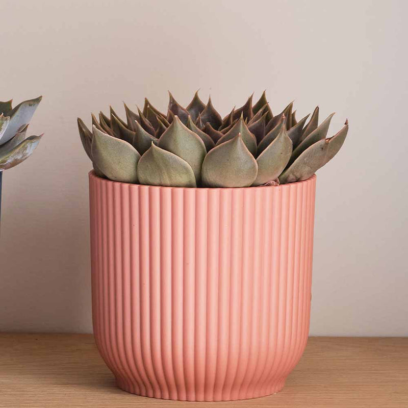 Succulent trio & Pots