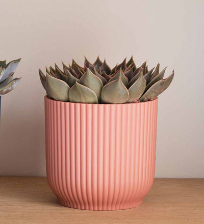 Succulent trio & Pots