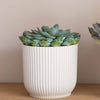 Succulent trio & Pots