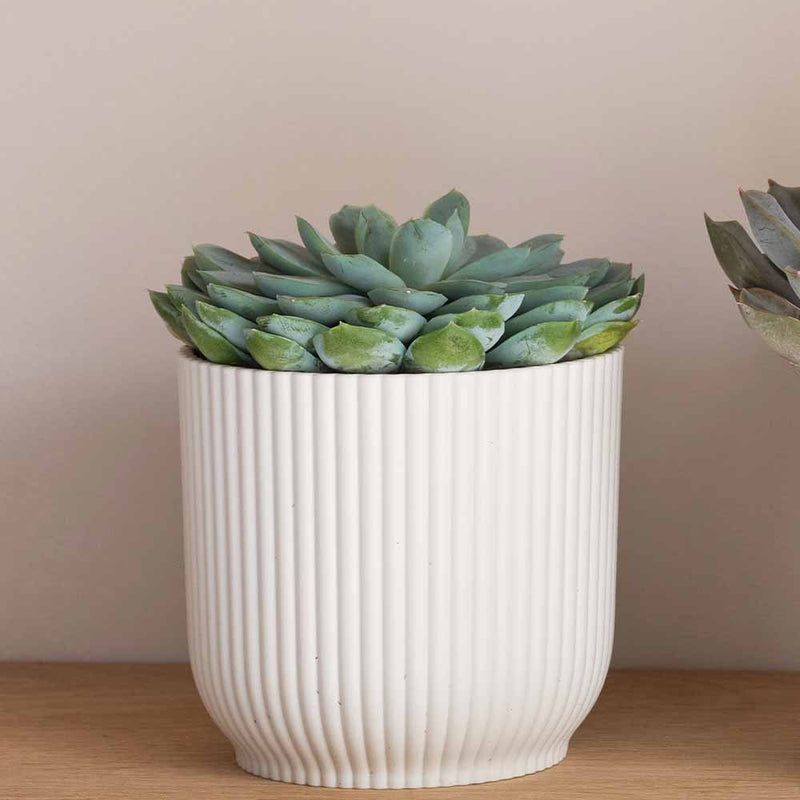 Succulent trio & Pots