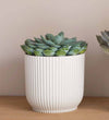 Succulent trio & Pots