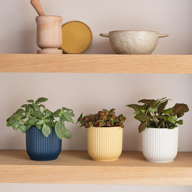 Nerve Plant trio & Pots