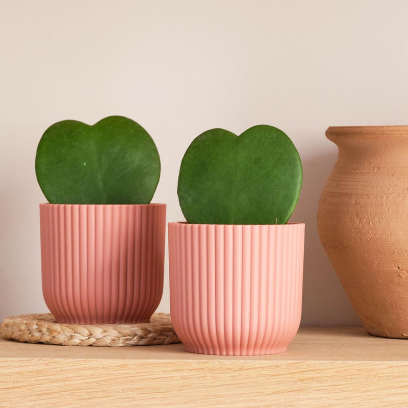 Hoya Heart Duo & Pots