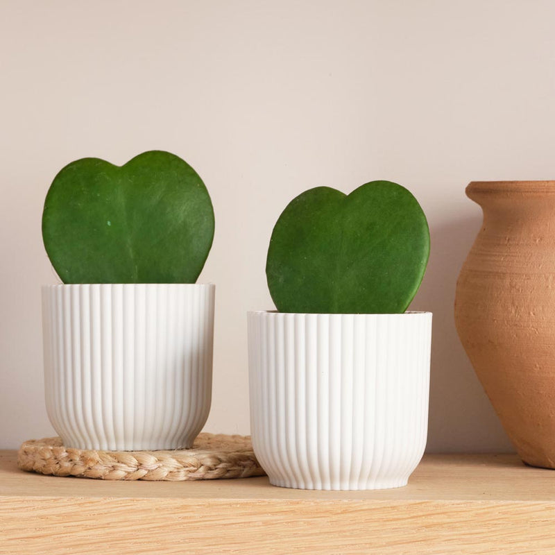 Hoya Heart Duo & Pots