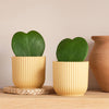 Hoya Heart Duo & Pots