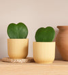 Hoya Heart Duo & Pots