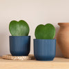 Hoya Heart Duo & Pots