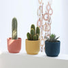 Mini Cacti Trio & Pots