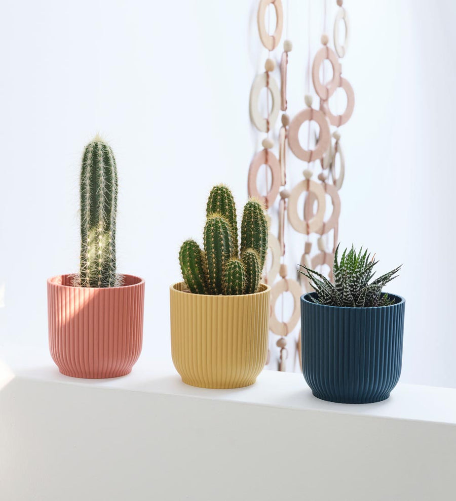 Mini Cacti Trio & Pots