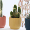 Mini Cacti Trio & Pots