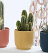 Mini Cacti Trio & Pots