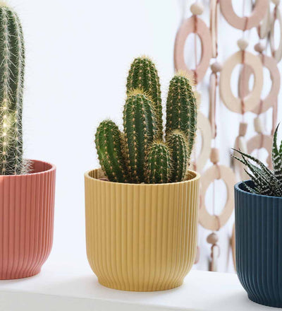 Mini Cacti Trio & Pots