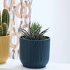 Mini Cacti Trio & Pots