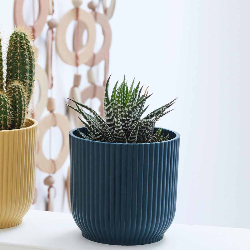 Mini Cacti Trio & Pots